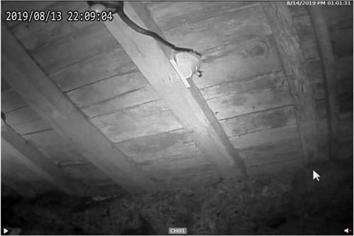 Black rat snake striking barn swallow nestling